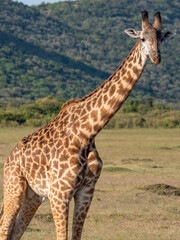 Fototapeta premium Africa, savanna of kenya, Masai Mara national park. Wildlife, wild animals, travel to africa