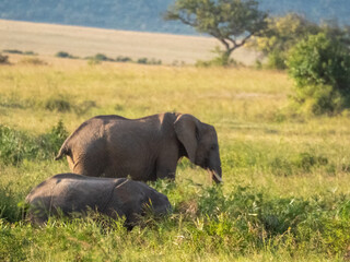 Fototapeta premium Africa, savanna of kenya, Masai Mara national park. Wildlife, wild animals, travel to africa