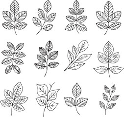Twelve Different Types of Leaves in Black and White Line