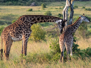 Obraz premium Africa, savanna of kenya, Masai Mara national park. Wildlife, wild animals, travel to africa