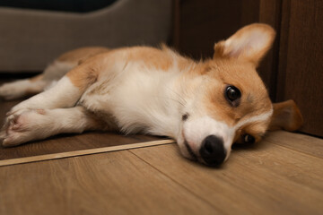 dog sleeping on the floor