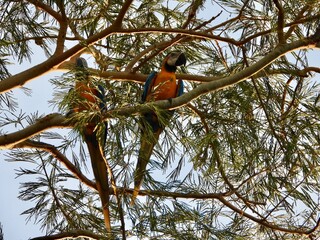 Blue an yellow macaw (Ara ararauna) © Machado