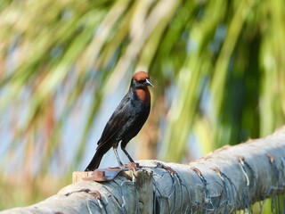 Scarlet-headed blackbird (Chrysomus ruficapillus) calling from reeds and perching near water in Três Lagoas, MS, Brazil. Vibrant red crown contrasts glossy black feathers.
