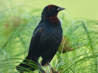 Scarlet-headed blackbird (Chrysomus ruficapillus) calling from reeds and perching near water in Três Lagoas, MS, Brazil. Vibrant red crown contrasts glossy black feathers.