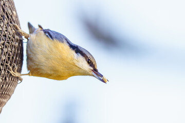 Małe ptaki ogrodowe, w tym kowalik, korzystające z karmnika podczas mroźnej zimy na tle ośnieżonego ogrodu. © Henryk Niestrój