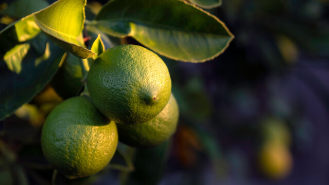 A sunlit close-up shows several green limes hanging from a leafy tree branch. The fruit has a bumpy texture, highlighted by natural light, against a dark, blurred background.