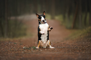 funny bull terrier dog begging outdoors in the foresr