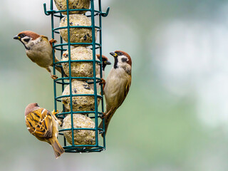 Małe ptaki ogrodowe, w tym mazurki, korzystające z karmnika podczas mroźnej zimy na tle ośnieżonego ogrodu.