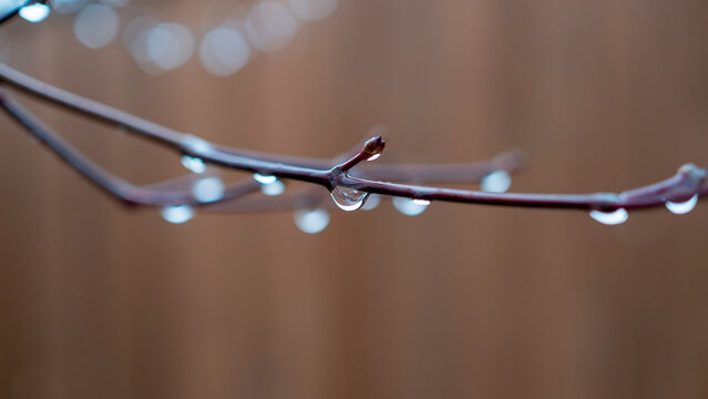 A close-up photograph features bare branches adorned with clear water droplets, captured with sharp focus against a soft, blurred brown background. - Powered by Adobe