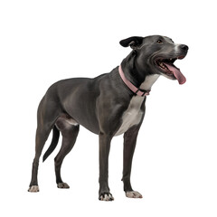 Obraz premium A gray and white dog with a pink collar standing isolated on transparent background