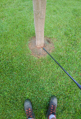 Gardener applying herbicide around the trunk of a tree