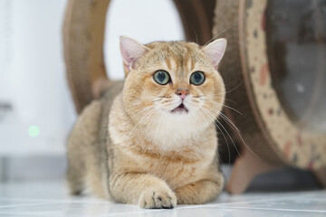 Fluffy cat with striking blue eyes rests on tiled floor, showcasing its adorable expression and soft fur. background features cozy scratching post, enhancing warm atmosphere
