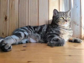 Scottish straight-eared grey striped cat. High quality photos