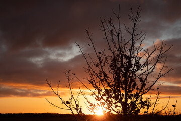 Horizon level golden sunset behind a winter tree
