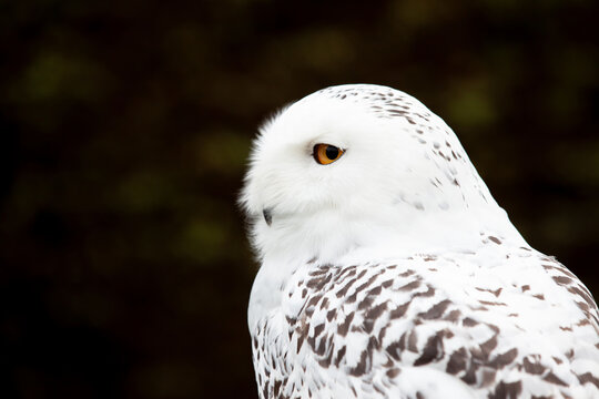 Snowy owl close up side view