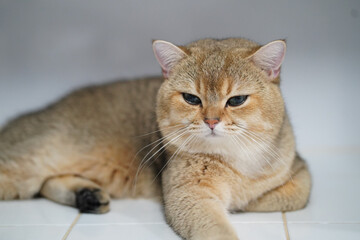 Fototapeta premium Fluffy cat with golden coat rests calmly on tiled surface, showcasing its striking blue eyes and relaxed demeanor. soft fur and serene expression evoke sense of tranquility and warmth