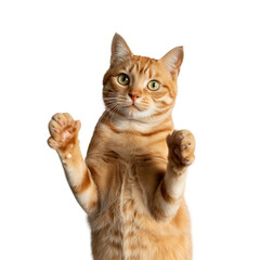 Orange tabby cat standing on hind legs with paws raised  curious feline expression on Transparent Background
