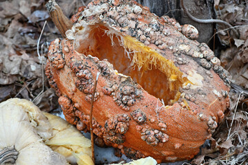Rotting Bumpy Pumpkin