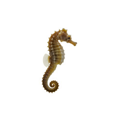 Brown seahorse with white spots and curled tail isolated on transparent background