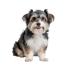 Cute small dog with long fur sitting on Transparent Background looking happy and playful
