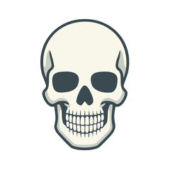Fototapeta premium Human Skull Illustration - Skeleton Head Vector with Jaw, Teeth, and Anatomical Details