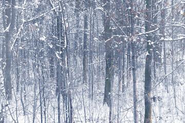 Landschaft im Winter Wald mit Schnee