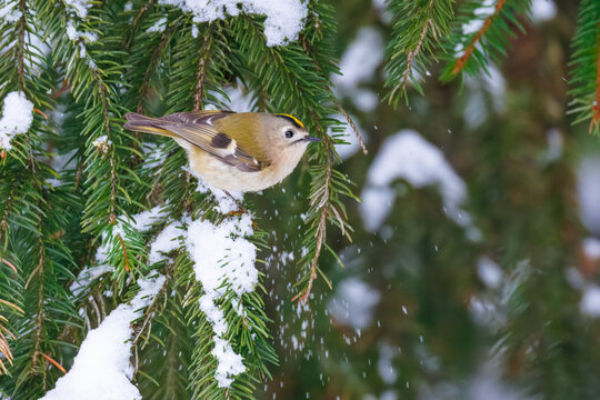 Close-up of a goldcrest (Regulus regulus) perched on a spruce branch with snow on a cloudy winter day. 