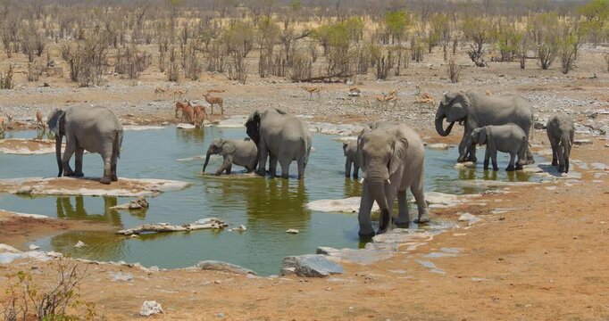 4K video; Herd of African elephants (Loxodonta africana) drinking from the Halali waterhole in Etosha National Park, Namibia