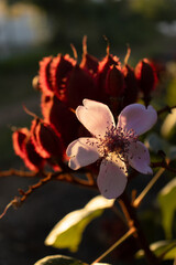 Flor de la planta de Achiote (Bixa orellana)