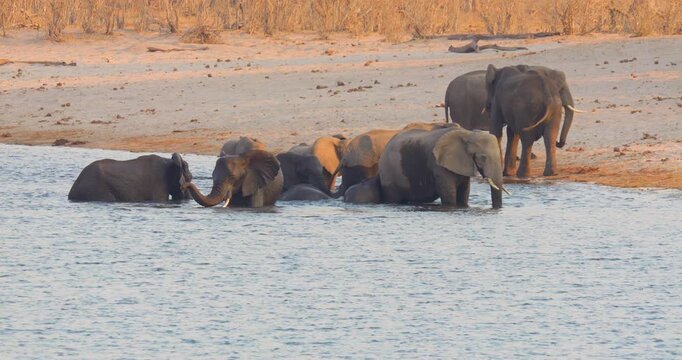 4K video; Herd of African elephants (Loxodonta africana) taking a bath and playing in the Kwando river, Bwabwata National Park Namibia