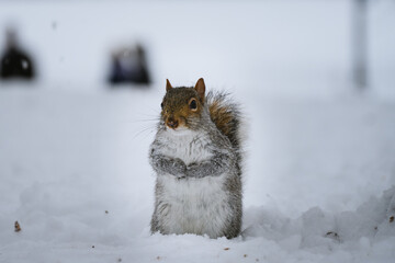 squirrel in the snow