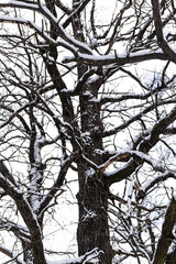 Oak tree branches coated with snow during a cold winter day
