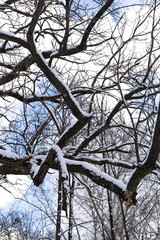 Dense forest branches covered with snow creating a winter background
