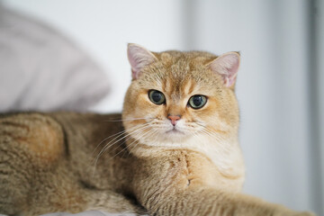 Close up of fluffy, golden cat with striking green eyes, resting comfortably on soft surface. cat expression is calm and curious, showcasing its adorable features and plush fur