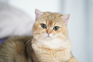 Fluffy cat with golden fur and striking green eyes sits calmly, exuding sense of tranquility and curiosity. Its round face and soft features create adorable appearance