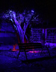 bench in the park at night © Maciek