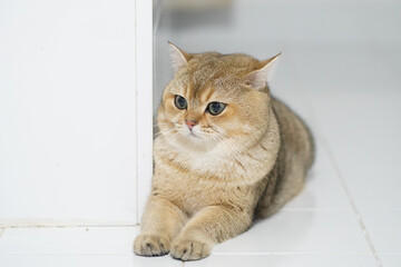 Fluffy cat with golden fur rests on white tiled floor, showcasing its striking blue eyes and relaxed demeanor. serene atmosphere highlights cat calm presence