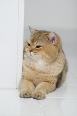 Fluffy cat with golden coat is lounging comfortably, peeking out from beneath white surface. Its relaxed posture and curious expression create charming and playful atmosphere