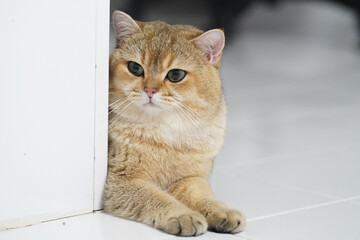 Fluffy cat with golden fur rests beside white wall, showcasing its striking blue eyes and relaxed demeanor. serene atmosphere highlights cat calm expression