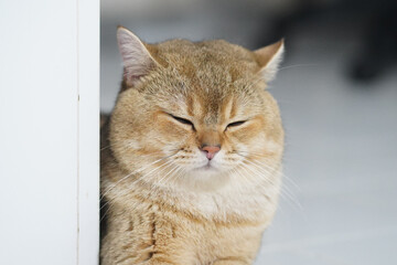 Fluffy cat with round face and closed eyes rests peacefully against wall, exuding sense of calm and contentment. Its soft fur and relaxed posture create cozy atmosphere