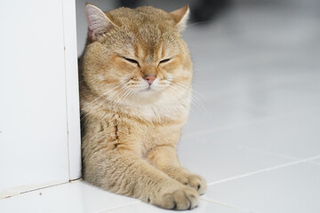 Relaxed cat rests peacefully by door, showcasing its soft fur and calm demeanor. serene atmosphere highlights cat contentment in its cozy environment