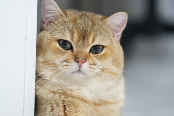Close up of fluffy, golden cat with striking green eyes, showcasing its soft fur and adorable expression. cat appears calm and curious, adding warm touch to scene