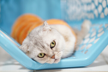 Relaxed cat rests inside blue laundry basket, showcasing its soft fur and bright green eyes. playful orange blanket adds cozy touch to scene, creating warm and inviting atmosphere