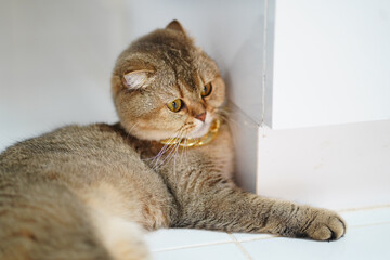 Relaxed cat rests against wall, showcasing its soft fur and expressive eyes. serene atmosphere highlights cat calm demeanor and cozy environment