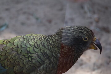 close up of a pheasant © Maciek