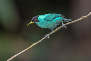 Green honeycreeper on perch with dark background