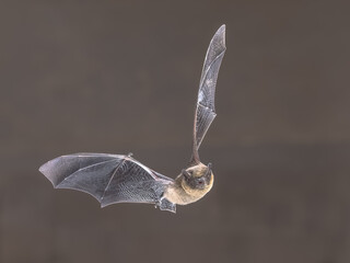 Flying Pipistrelle Bat at night