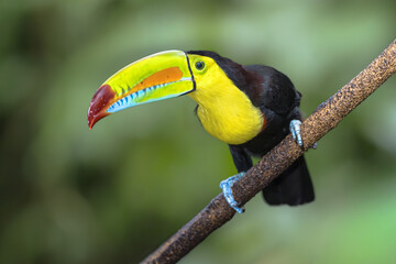 Obraz premium Keel Billed Toucan or Rainbow Billed Toucan in Rainforest