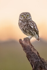 Little Owl perched on log