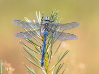 Male Blue Emperor dragonfly resting